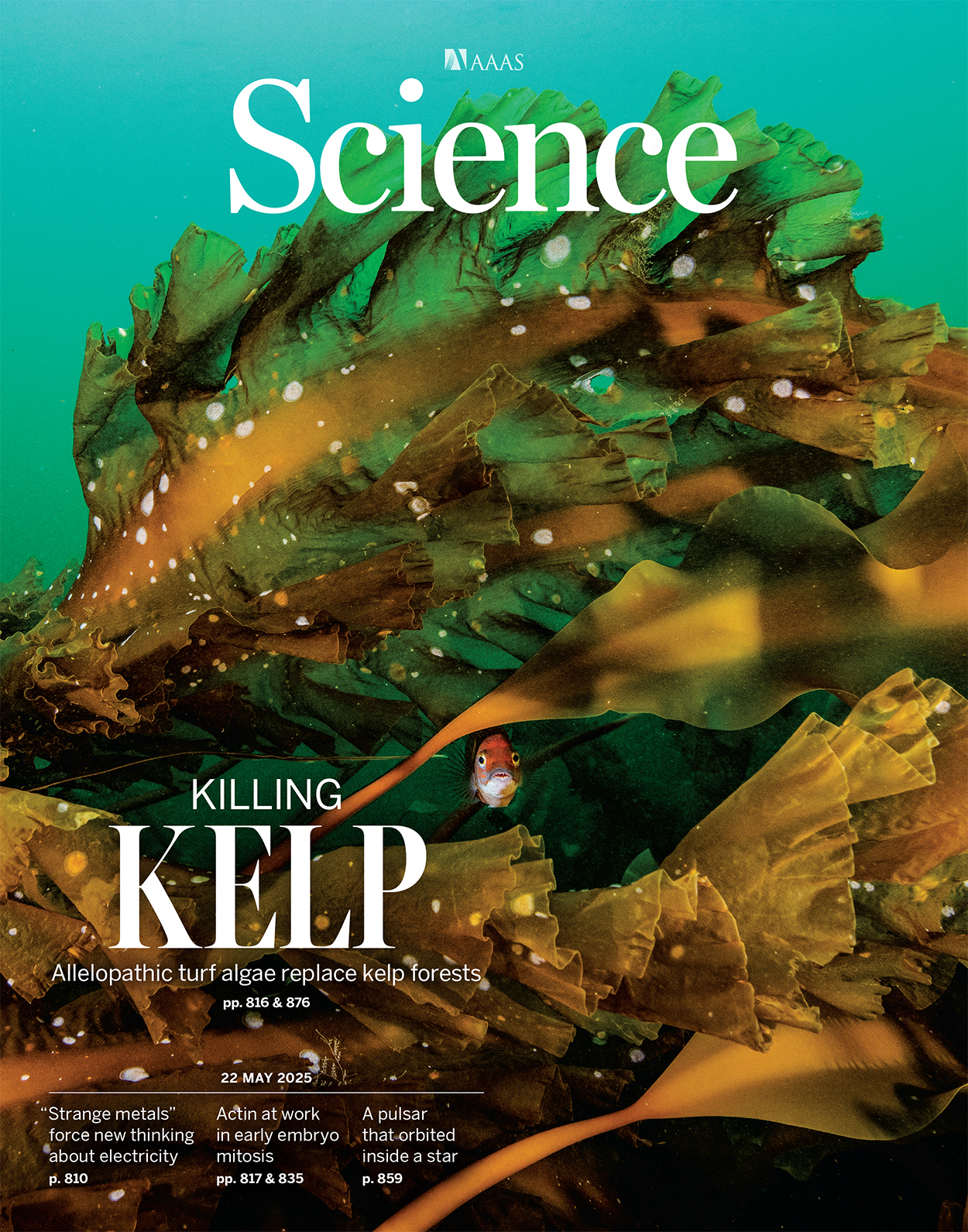 Science Magazine cover: Killing Kelp (2025)