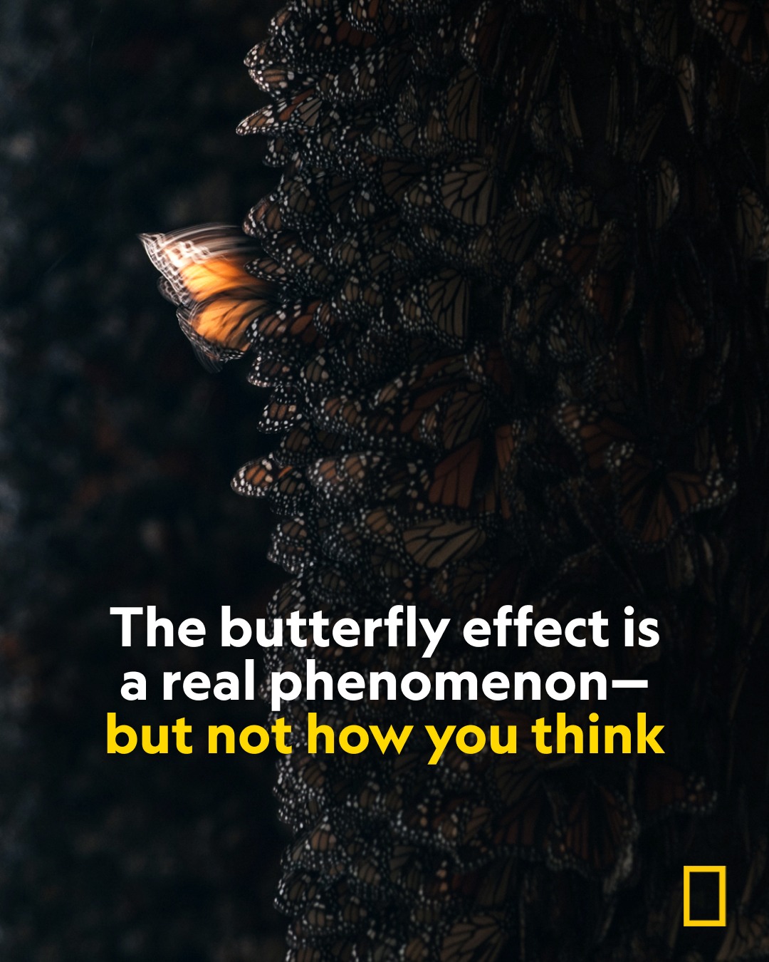 National Geographic story: The butterfly effect is a real phenomenon — but not how you think (2025)